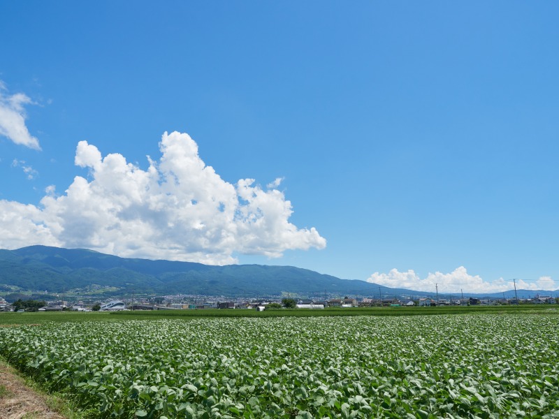 様々な技術で省力的栽培を実現